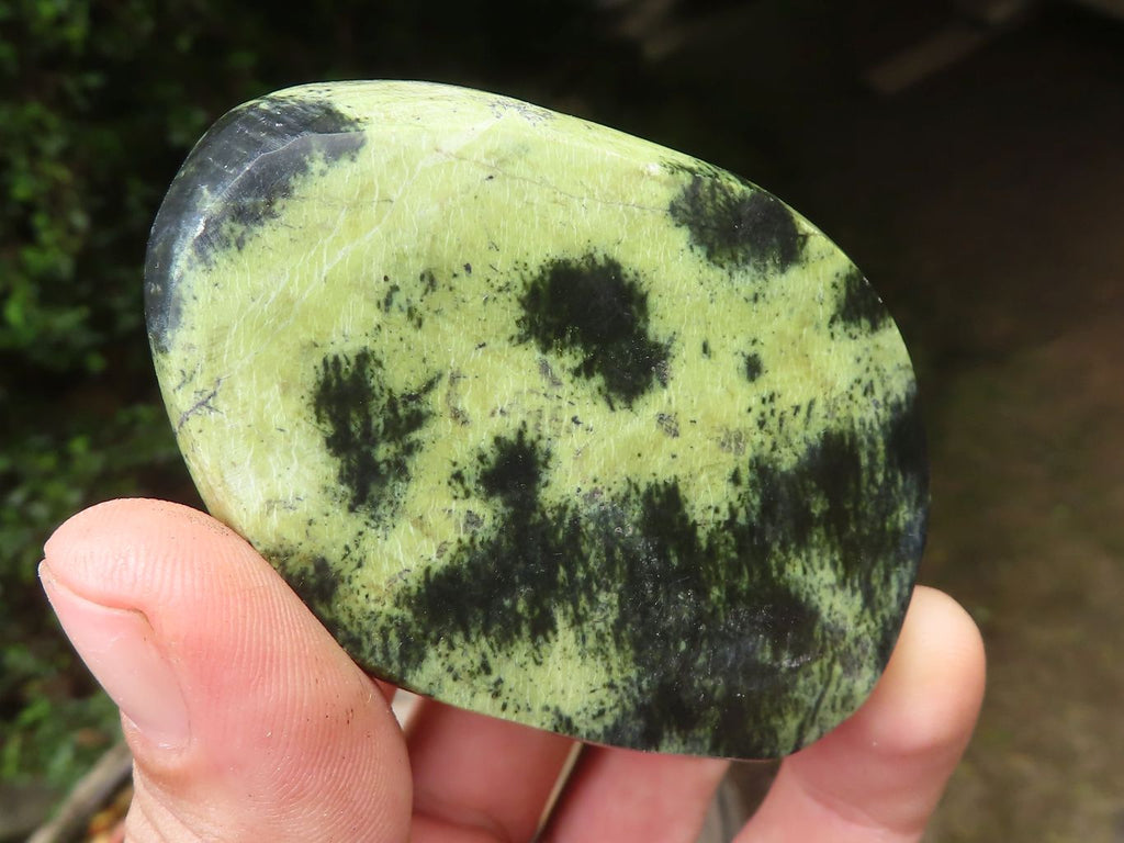 Polished Leopard Stone Free Forms x 6 From Zimbabwe - Toprock Gemstones and Minerals 