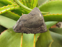 Polished On One Side Pharaoh Stone x 24 From Zimbabwe - Toprock Gemstones and Minerals 
