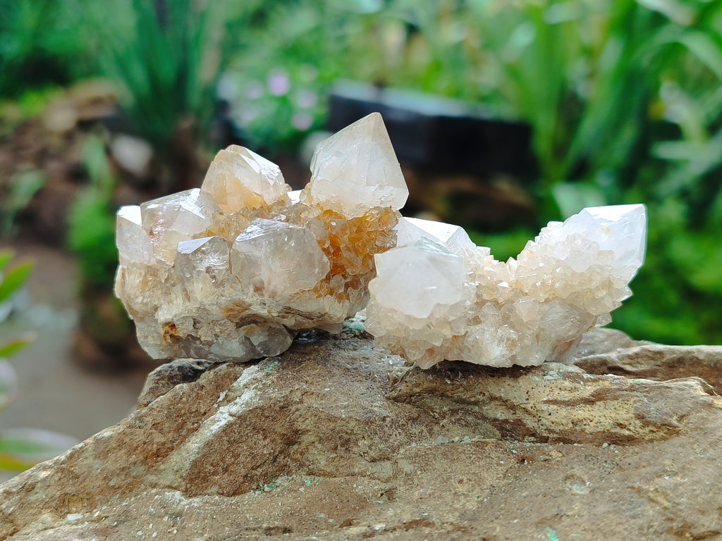 Natural Spirit Quartz Crystals x 63 From Boekenhouthoek, South Africa - Toprock Gemstones and Minerals 