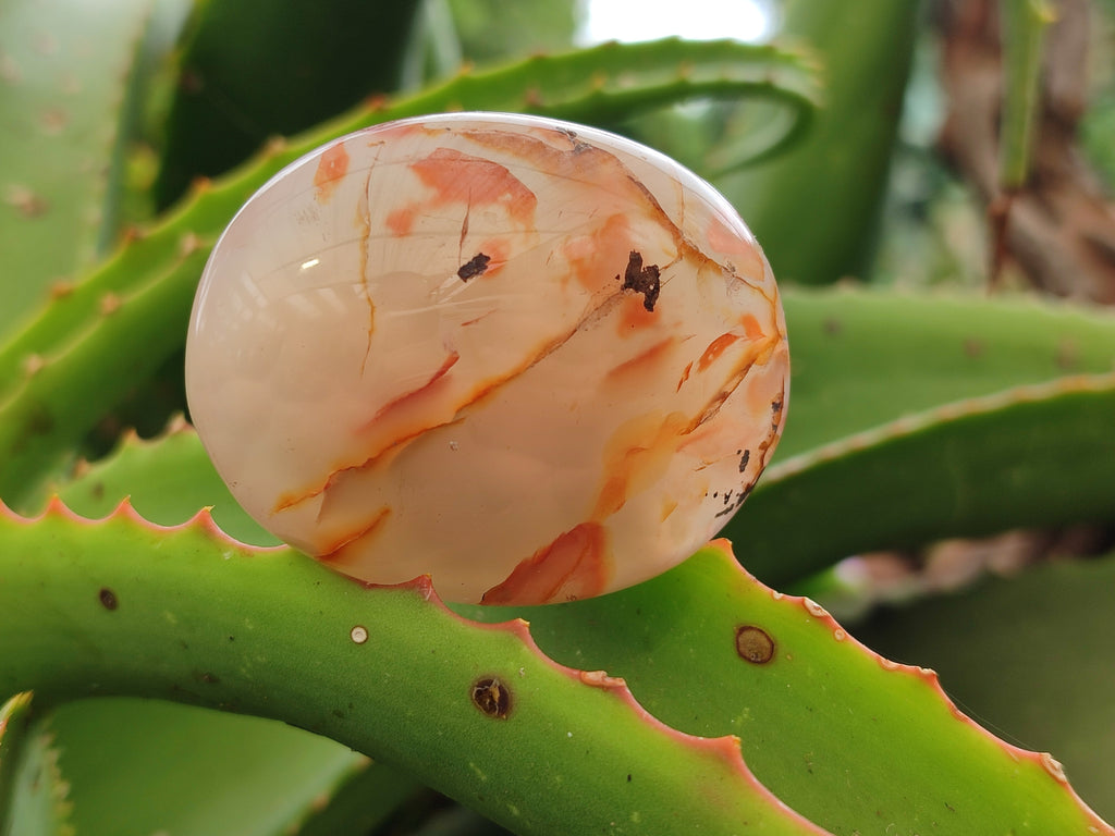 Polished Flower Agate Palm Stones x 12 From Madagascar - Toprock Gemstones and Minerals 