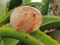 Polished Flower Agate Palm Stones x 12 From Madagascar - Toprock Gemstones and Minerals 