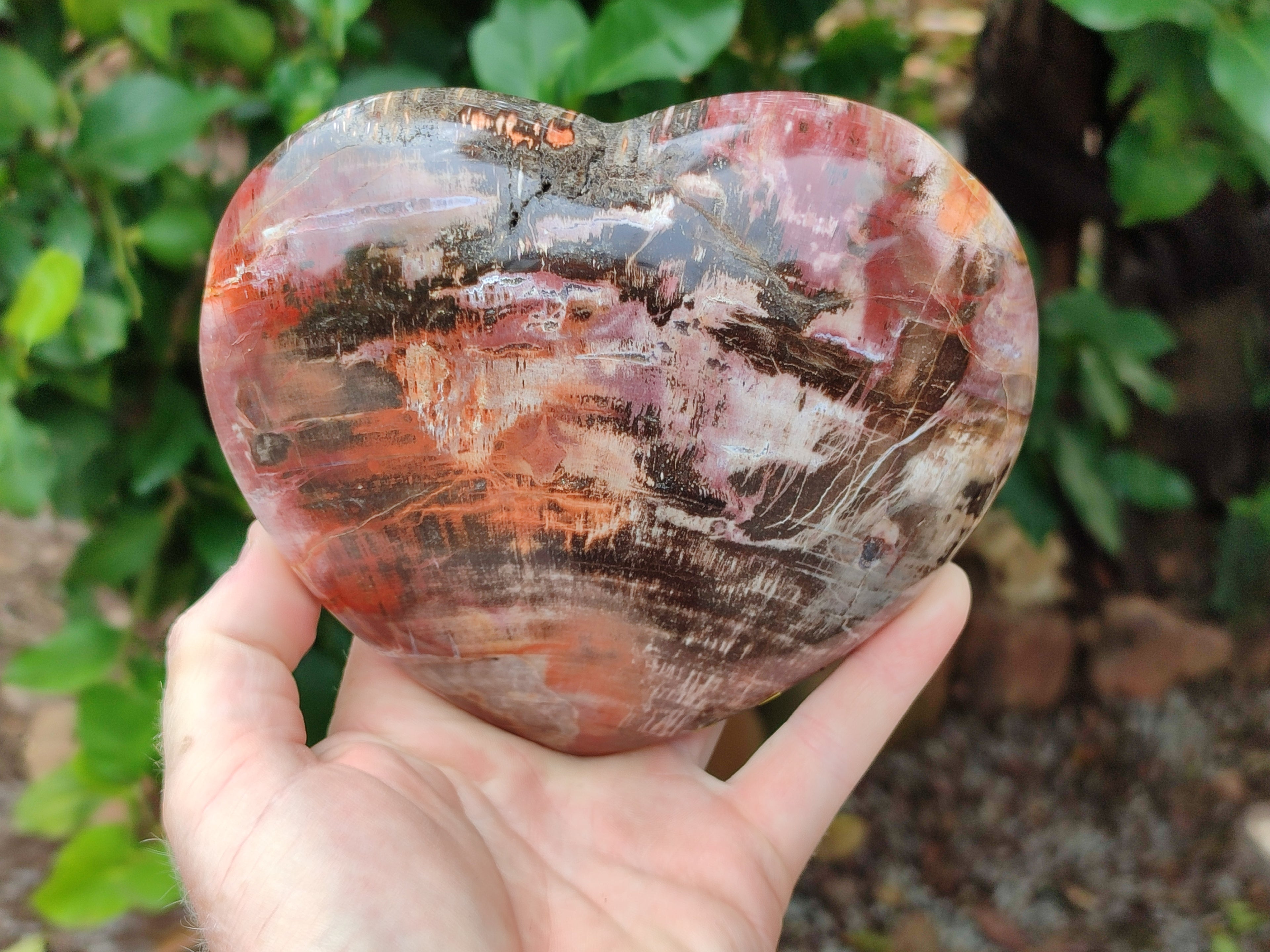Polished Podocarpus Petrified Wood Heart x 1 From Mahajanga, Madagascar - Toprock Gemstones and Minerals 