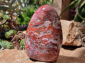 Polished Red Jasper Standing Free Forms x 2 From Madagascar - Toprock Gemstones and Minerals 