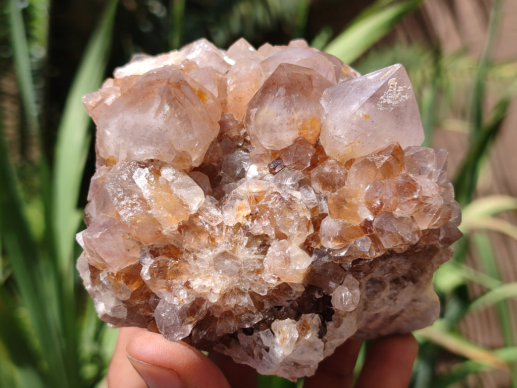 Natural Spirit Quartz Clusters x 2 From Boekenhouthoek, South Africa - Toprock Gemstones and Minerals 