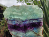 Polished Watermelon Fluorite Slices x 2 From Uis, Namibia - Toprock Gemstones and Minerals 