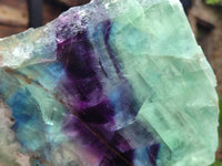 Polished Watermelon Fluorite Slices x 2 From Uis, Namibia - Toprock Gemstones and Minerals 