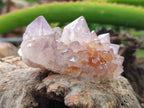 Natural Amethyst Spirit Quartz Clusters x 12 From Boekenhouthoek, South Africa - Toprock Gemstones and Minerals 