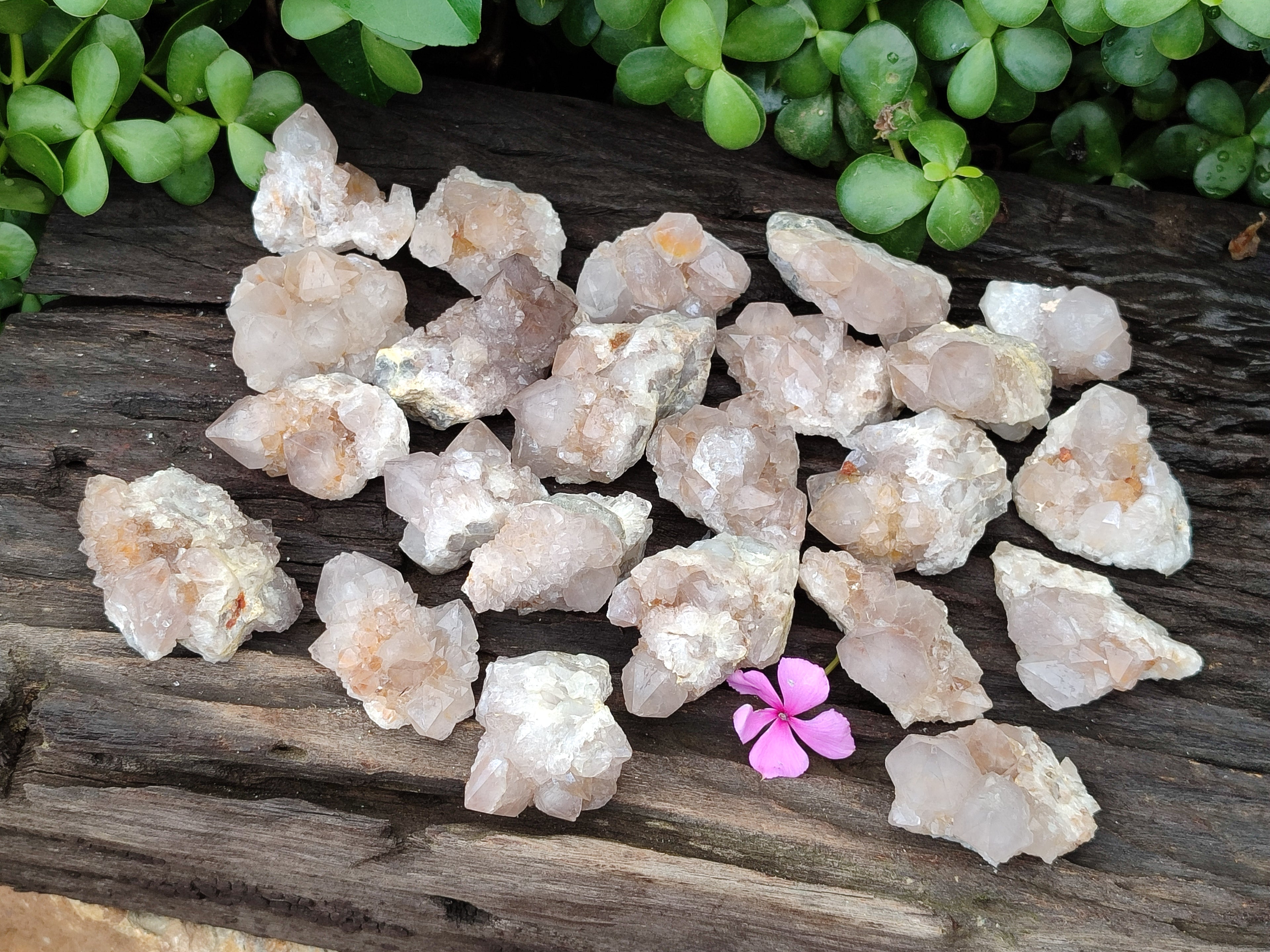 Natural Ametrine Spirit Quartz Clusters x 35 From Boekenhouthoek, South Africa - Toprock Gemstones and Minerals 