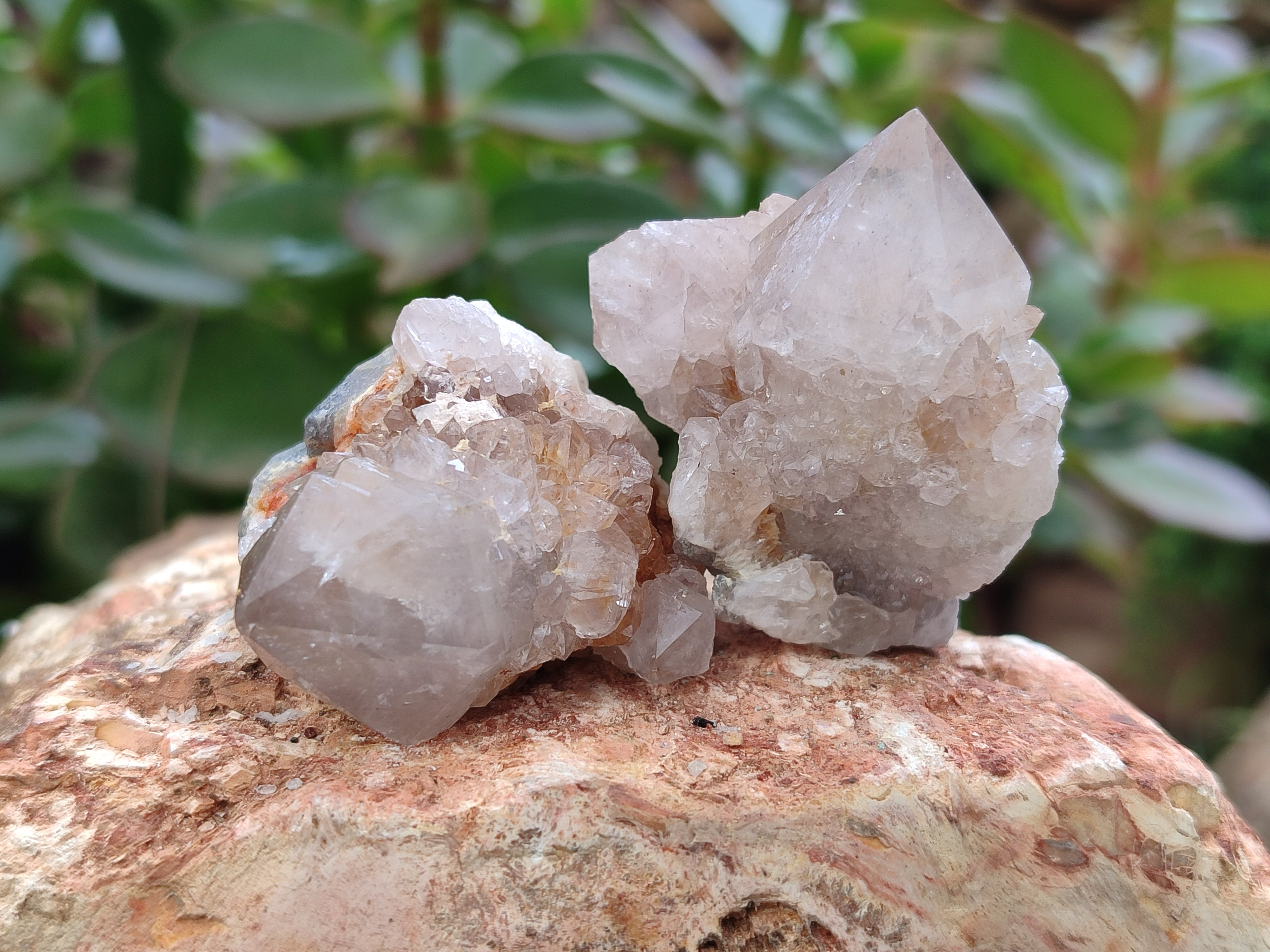 Natural Ametrine Spirit Quartz Clusters x 35 From Boekenhouthoek, South Africa - Toprock Gemstones and Minerals 