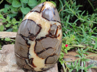 Polished Septerye Standing Free Forms x 2 From Mahajanga, Madagascar - Toprock Gemstones and Minerals 