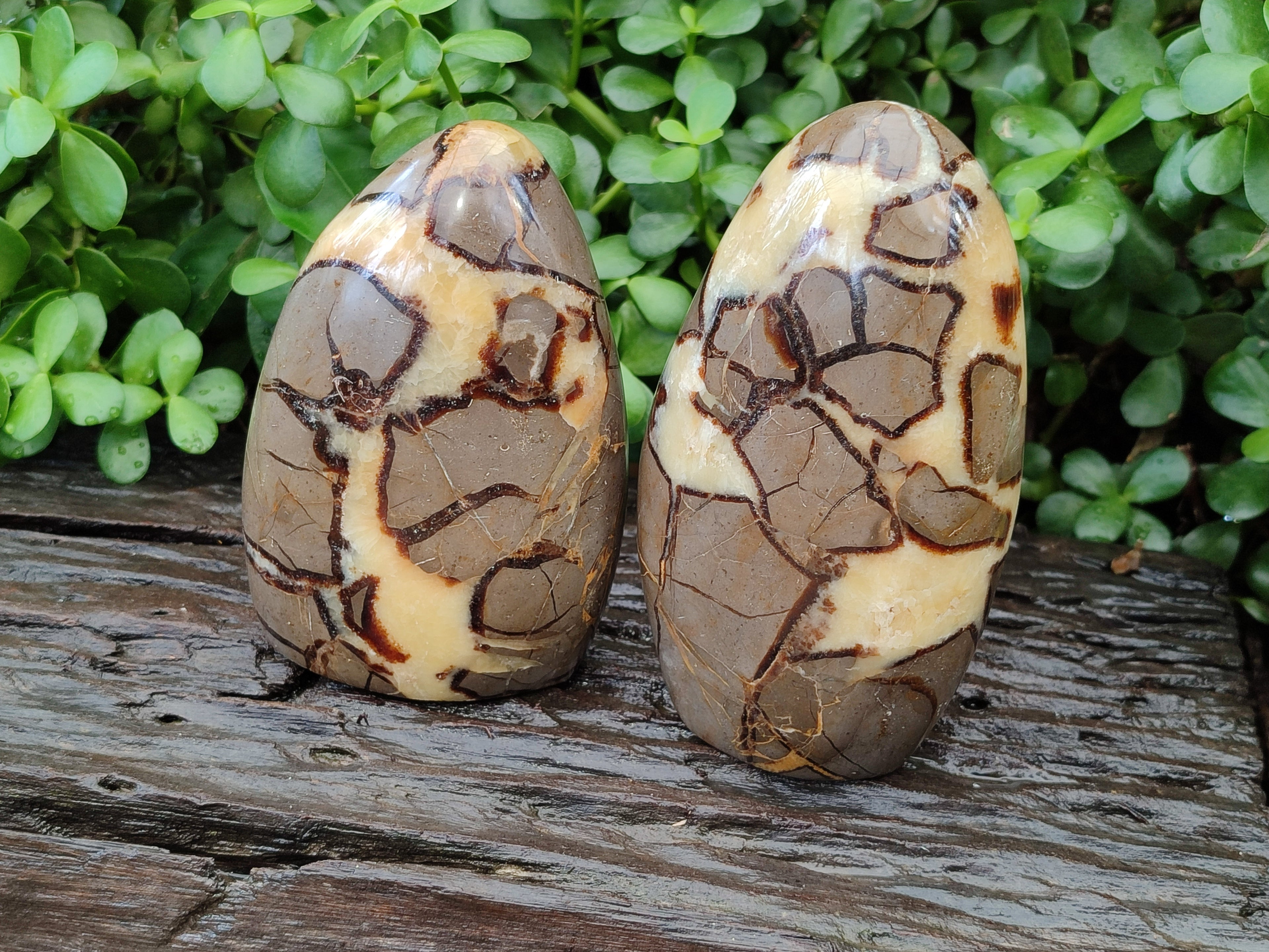 Polished Septerye Standing Free Forms x 2 From Mahajanga, Madagascar - Toprock Gemstones and Minerals 
