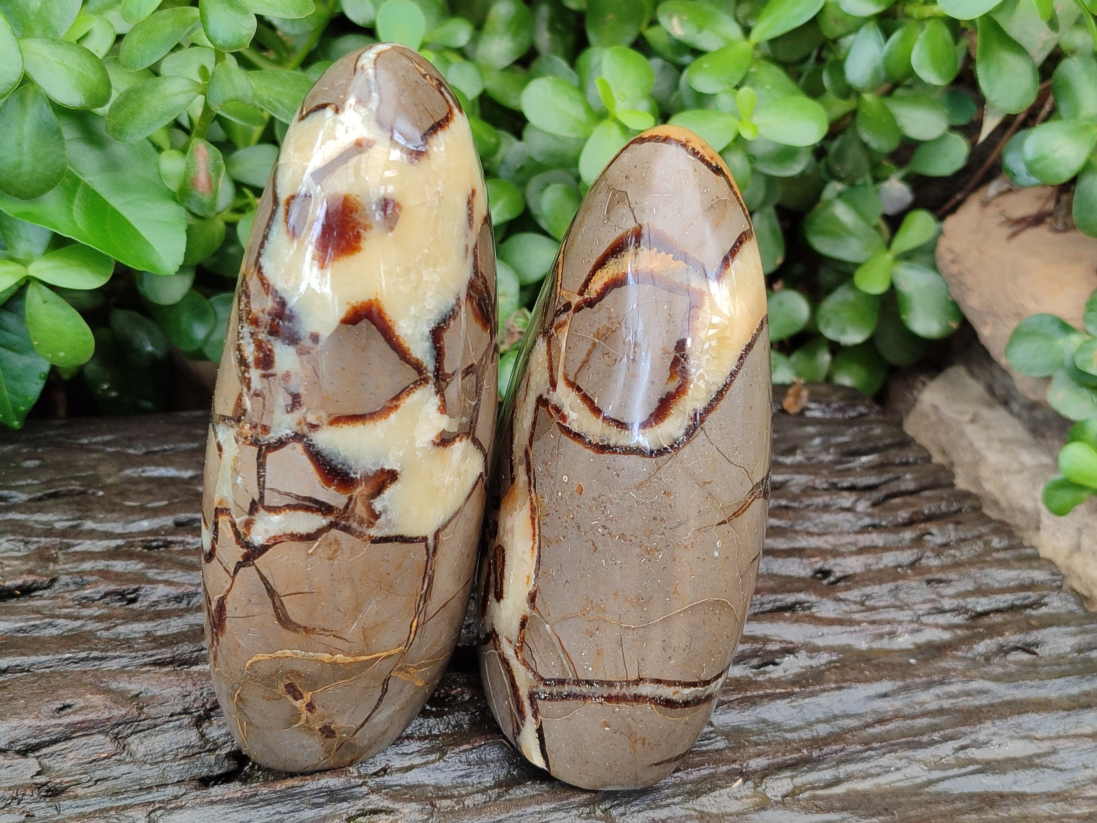Polished Septerye Standing Free Forms x 2 From Mahajanga, Madagascar - Toprock Gemstones and Minerals 