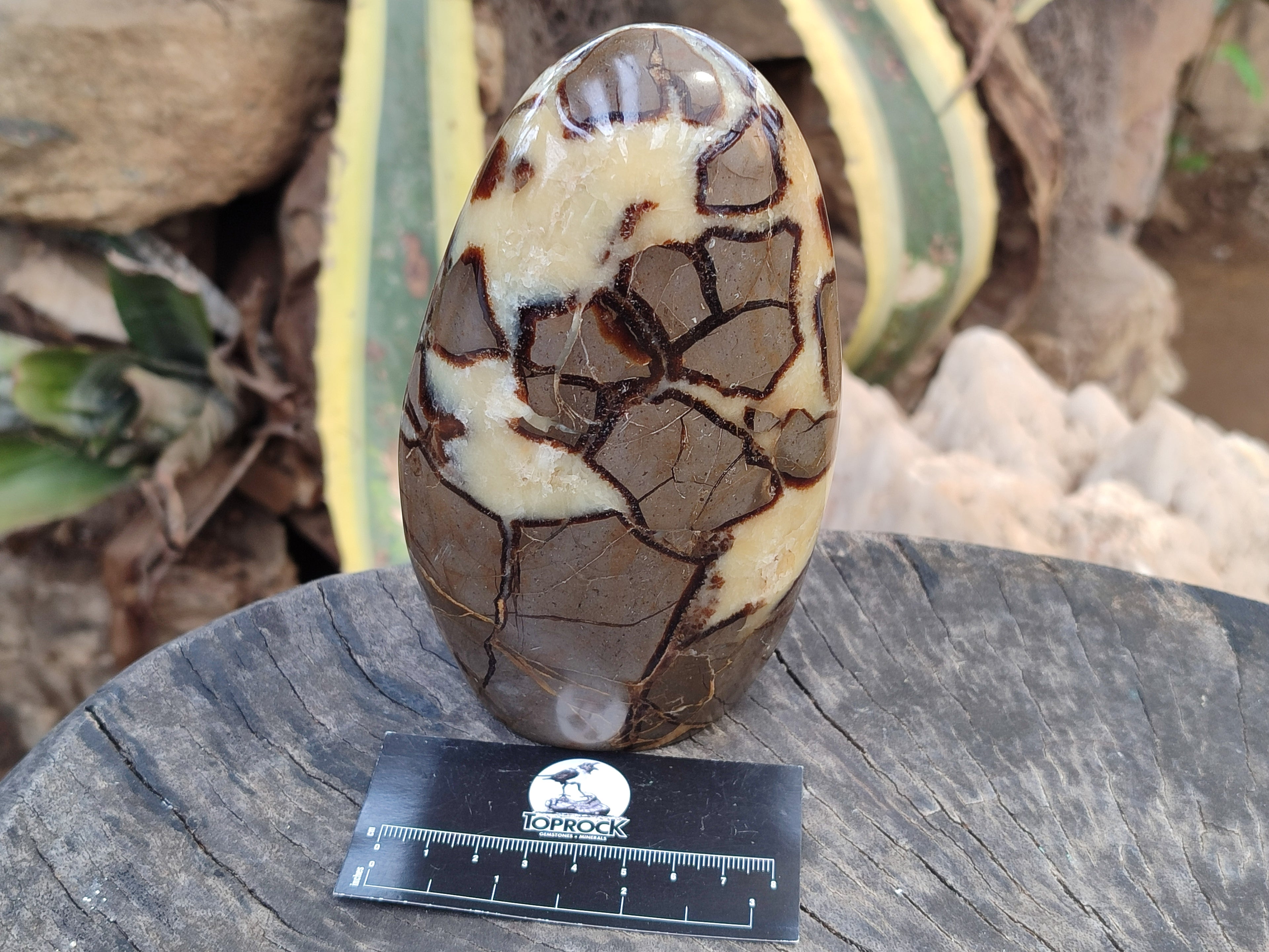 Polished Septerye Standing Free Forms x 2 From Mahajanga, Madagascar - Toprock Gemstones and Minerals 