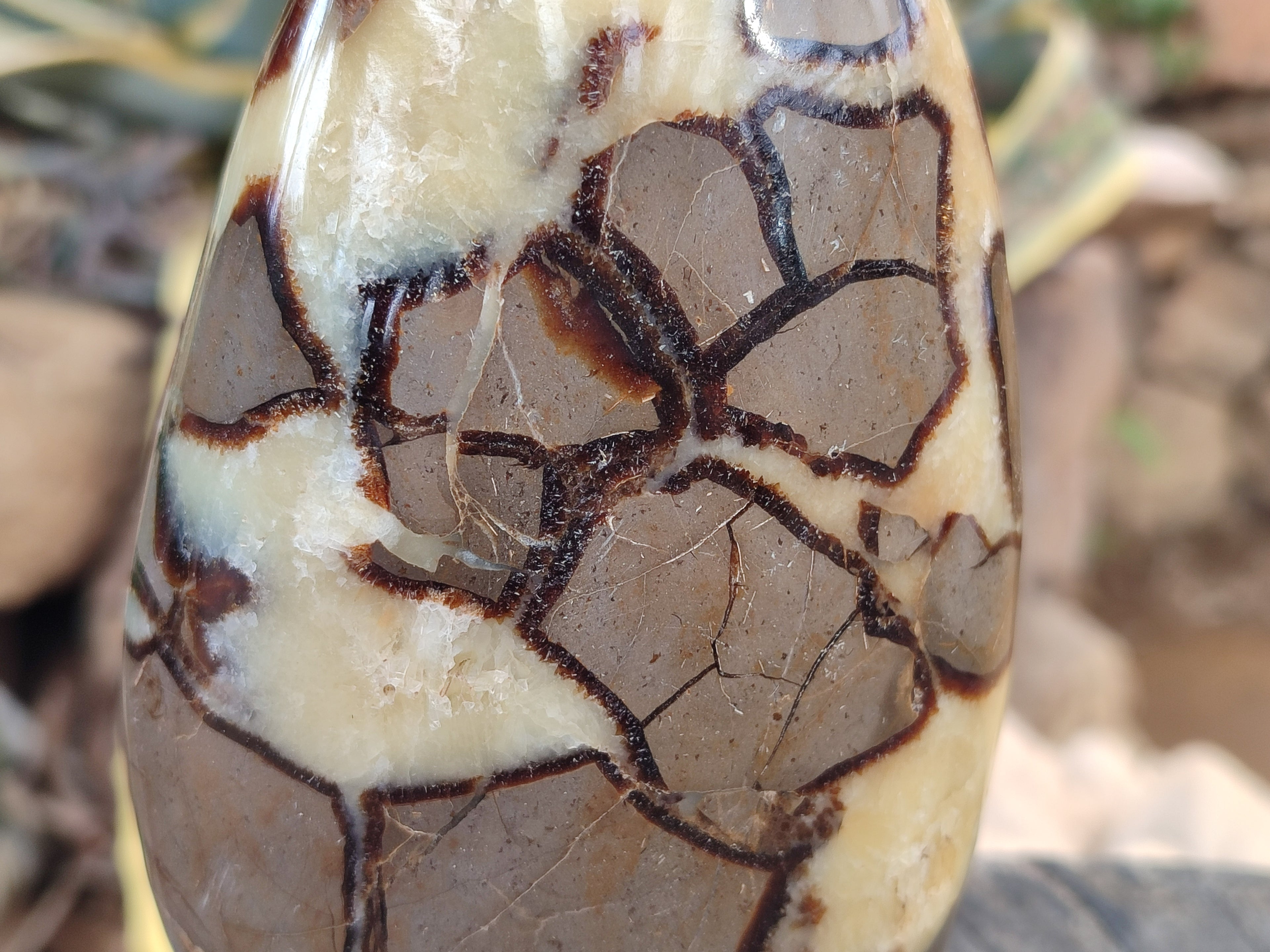 Polished Septerye Standing Free Forms x 2 From Mahajanga, Madagascar - Toprock Gemstones and Minerals 