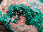 Natural Dioptase Cabinet Specimen with Shattuckite x 1 From Congo - Toprock Gemstones and Minerals 