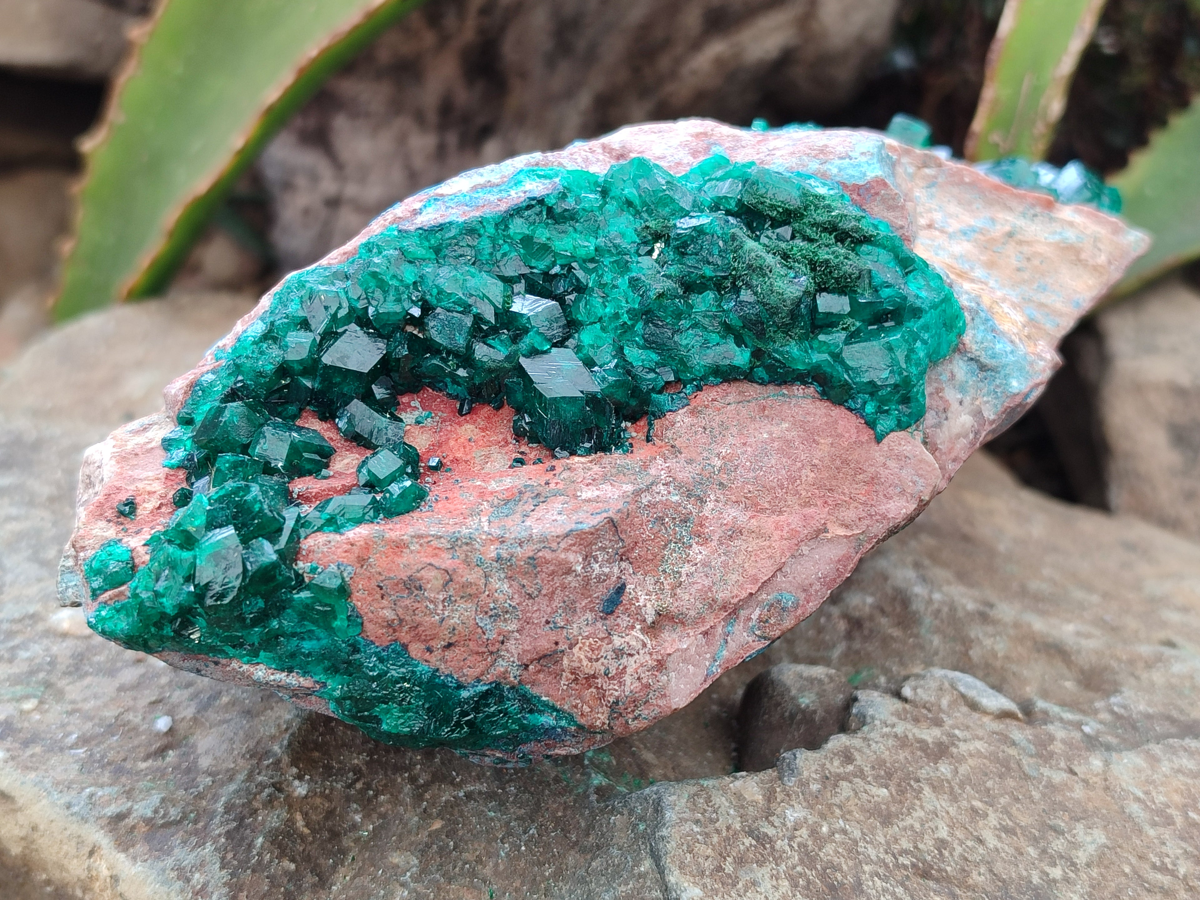 Natural Dioptase Cabinet Specimen with Shattuckite x 1 From Congo - Toprock Gemstones and Minerals 