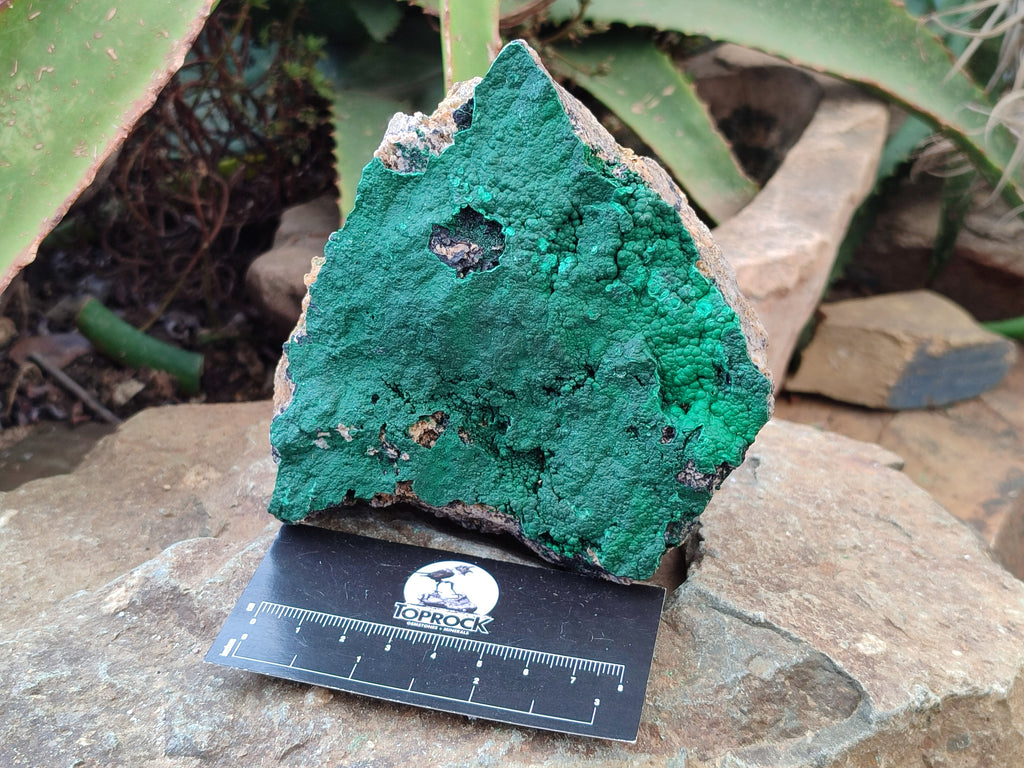 Natural Botryoidal Malachite Specimens x 2 From Tenke Fungurume, Congo - Toprock Gemstones and Minerals 