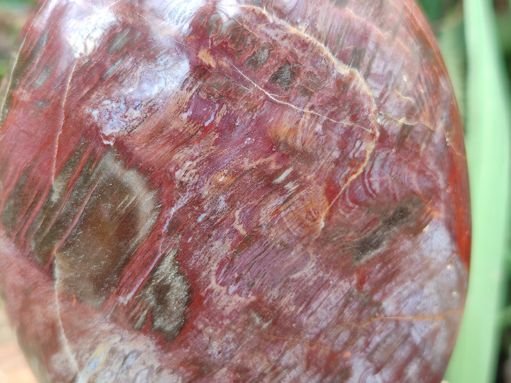 Polished Podocarpus Petrified Wood Standing Free Forms x 3 From Madagascar - Toprock Gemstones and Minerals 