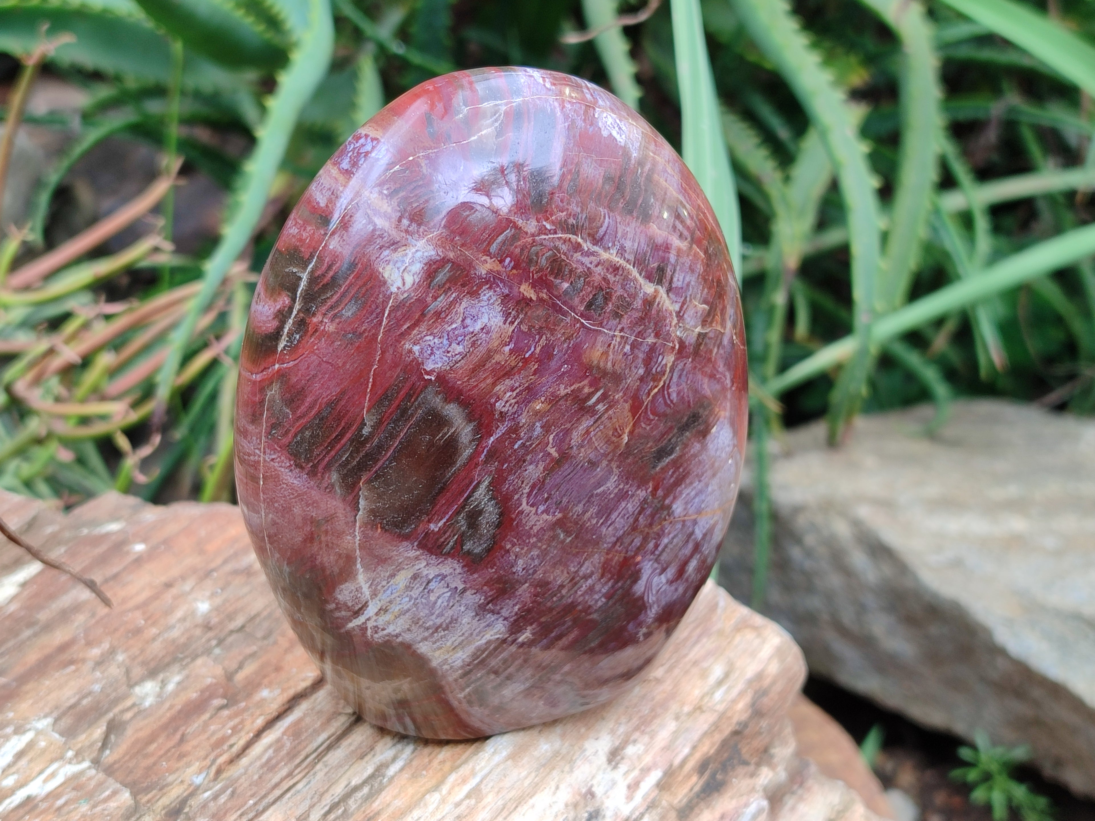 Polished Podocarpus Petrified Wood Standing Free Forms x 3 From Madagascar - Toprock Gemstones and Minerals 