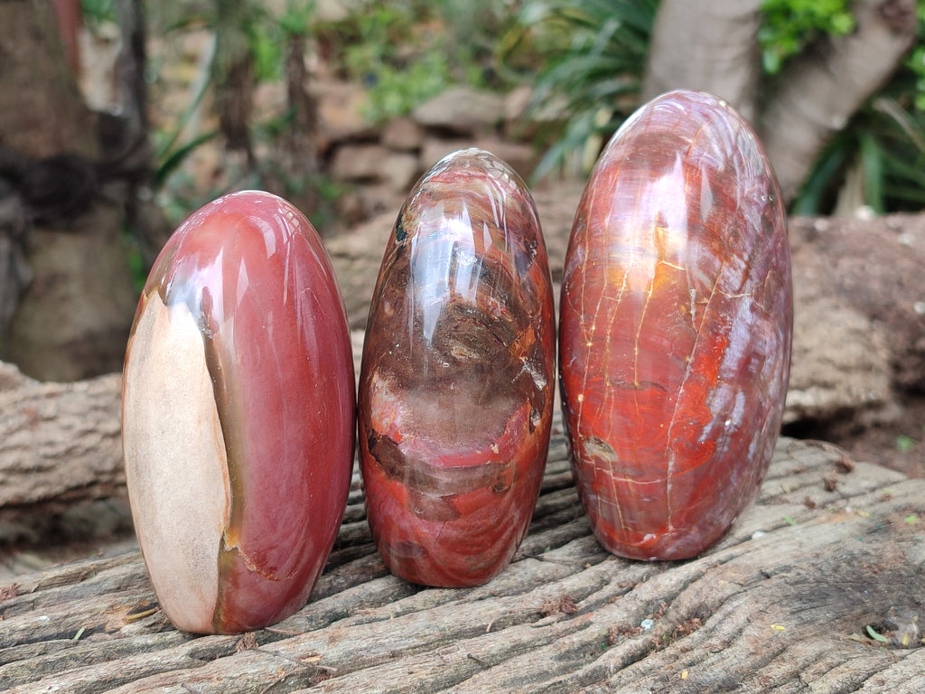 Polished Podocarpus Petrified Wood Standing Free Forms x 3 From Madagascar - Toprock Gemstones and Minerals 