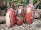 Polished Podocarpus Petrified Wood Standing Free Forms x 3 From Madagascar - Toprock Gemstones and Minerals 