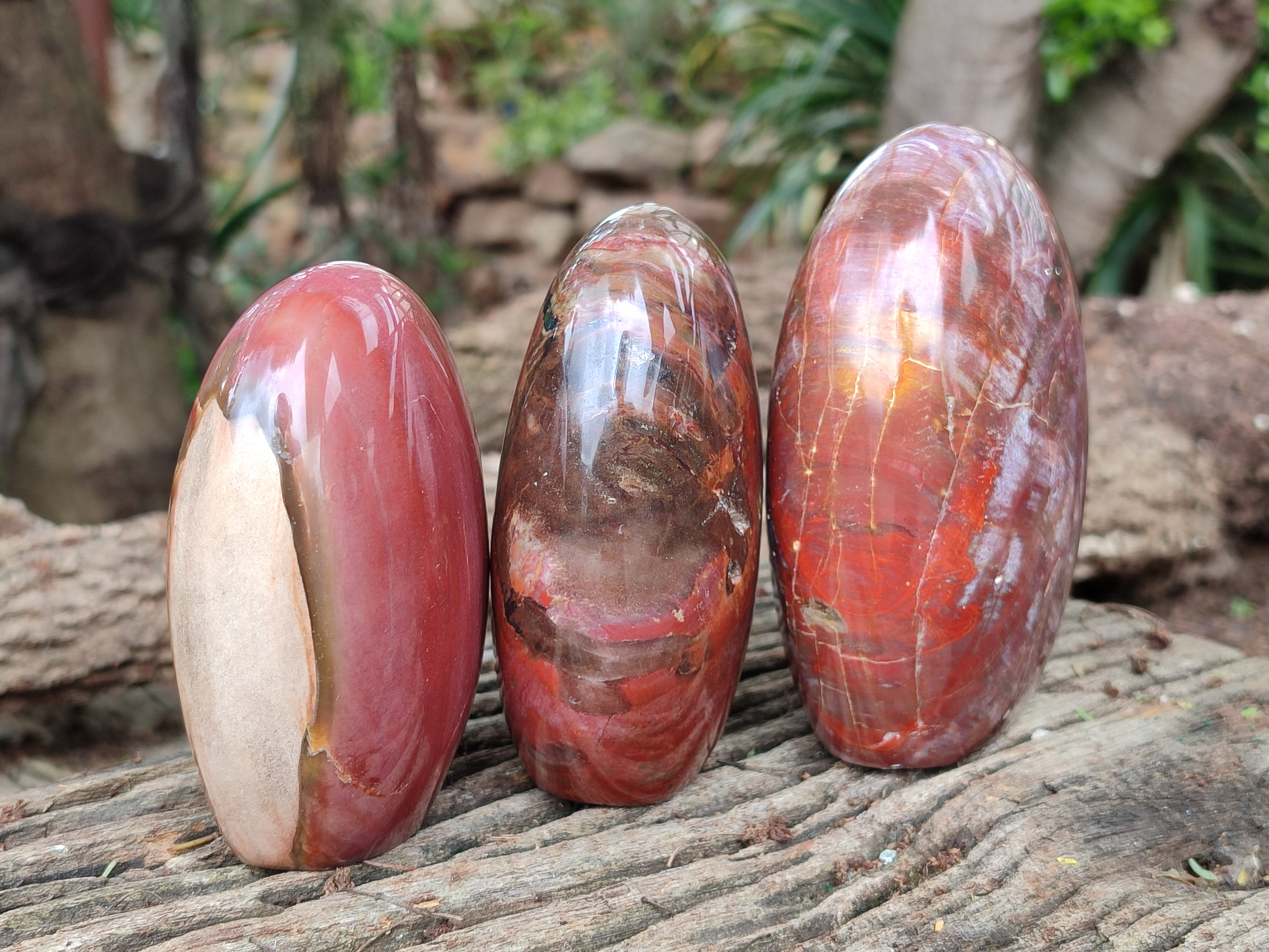 Polished Podocarpus Petrified Wood Standing Free Forms x 3 From Madagascar - Toprock Gemstones and Minerals 