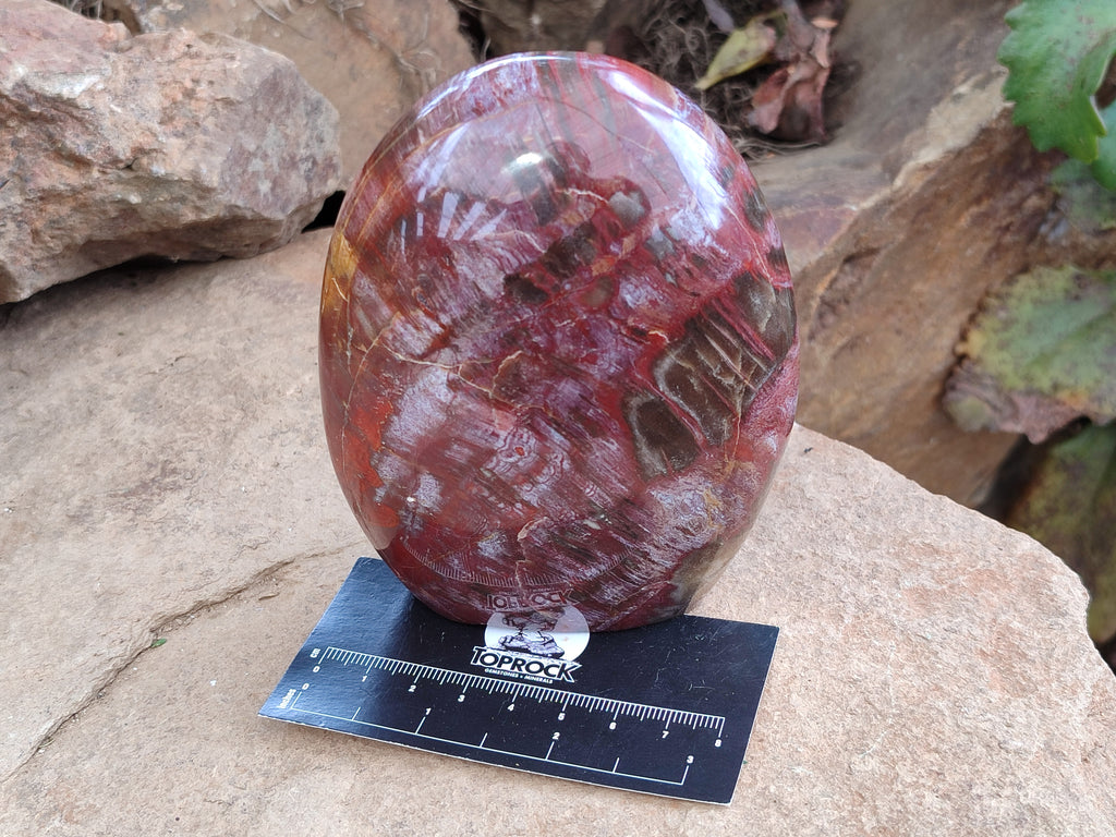 Polished Podocarpus Petrified Wood Standing Free Forms x 3 From Madagascar - Toprock Gemstones and Minerals 
