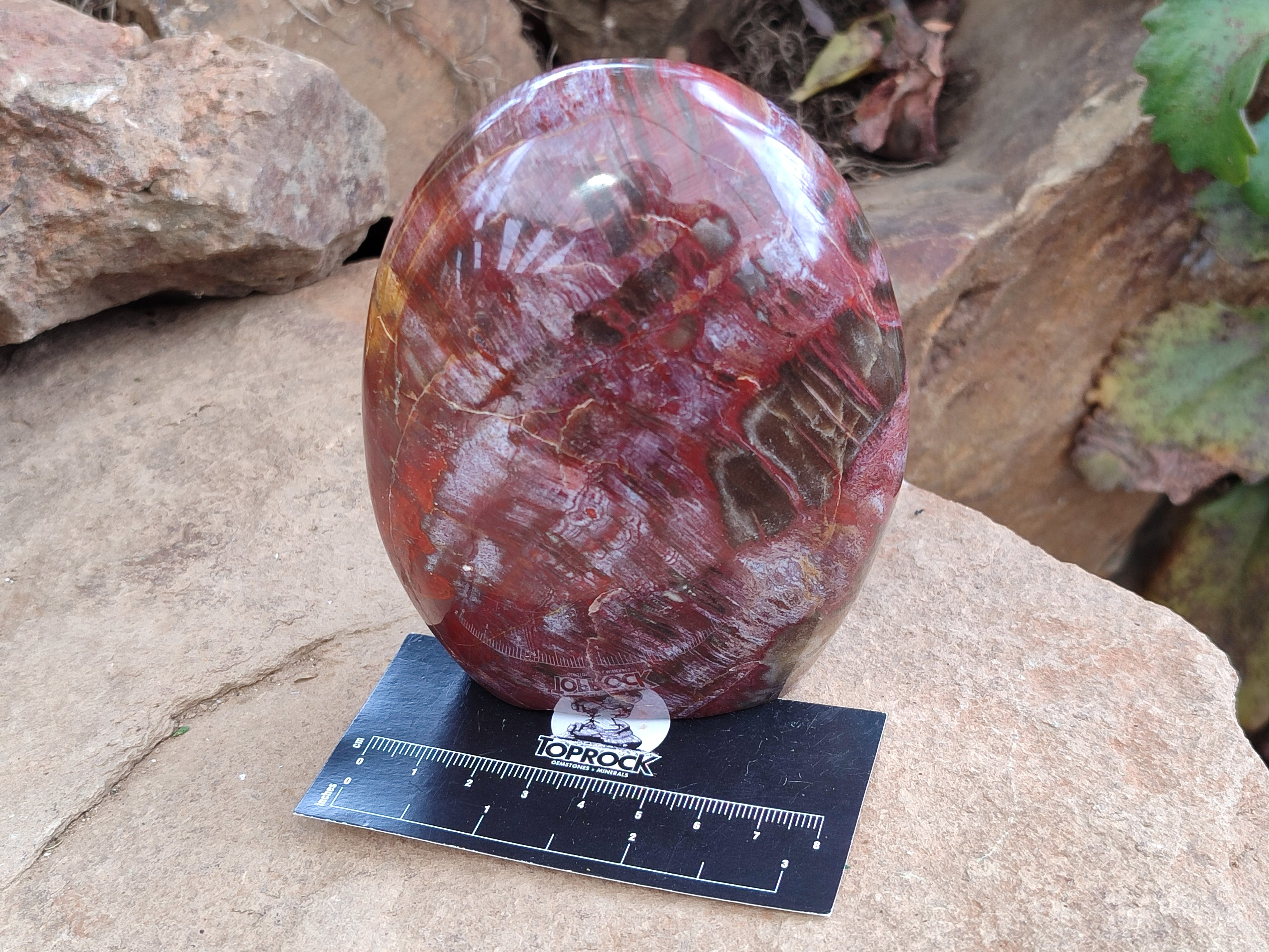 Polished Podocarpus Petrified Wood Standing Free Forms x 3 From Madagascar - Toprock Gemstones and Minerals 