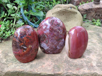 Polished Podocarpus Petrified Wood Standing Free Forms x 3 From Madagascar - Toprock Gemstones and Minerals 