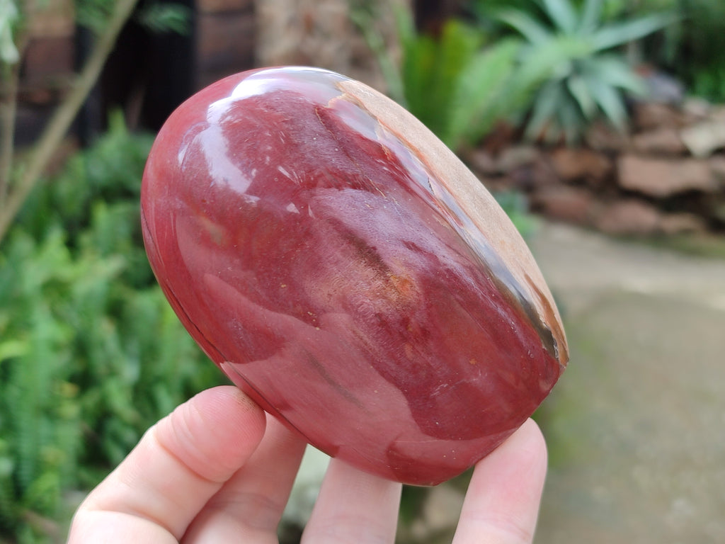 Polished Podocarpus Petrified Wood Standing Free Forms x 3 From Madagascar - Toprock Gemstones and Minerals 