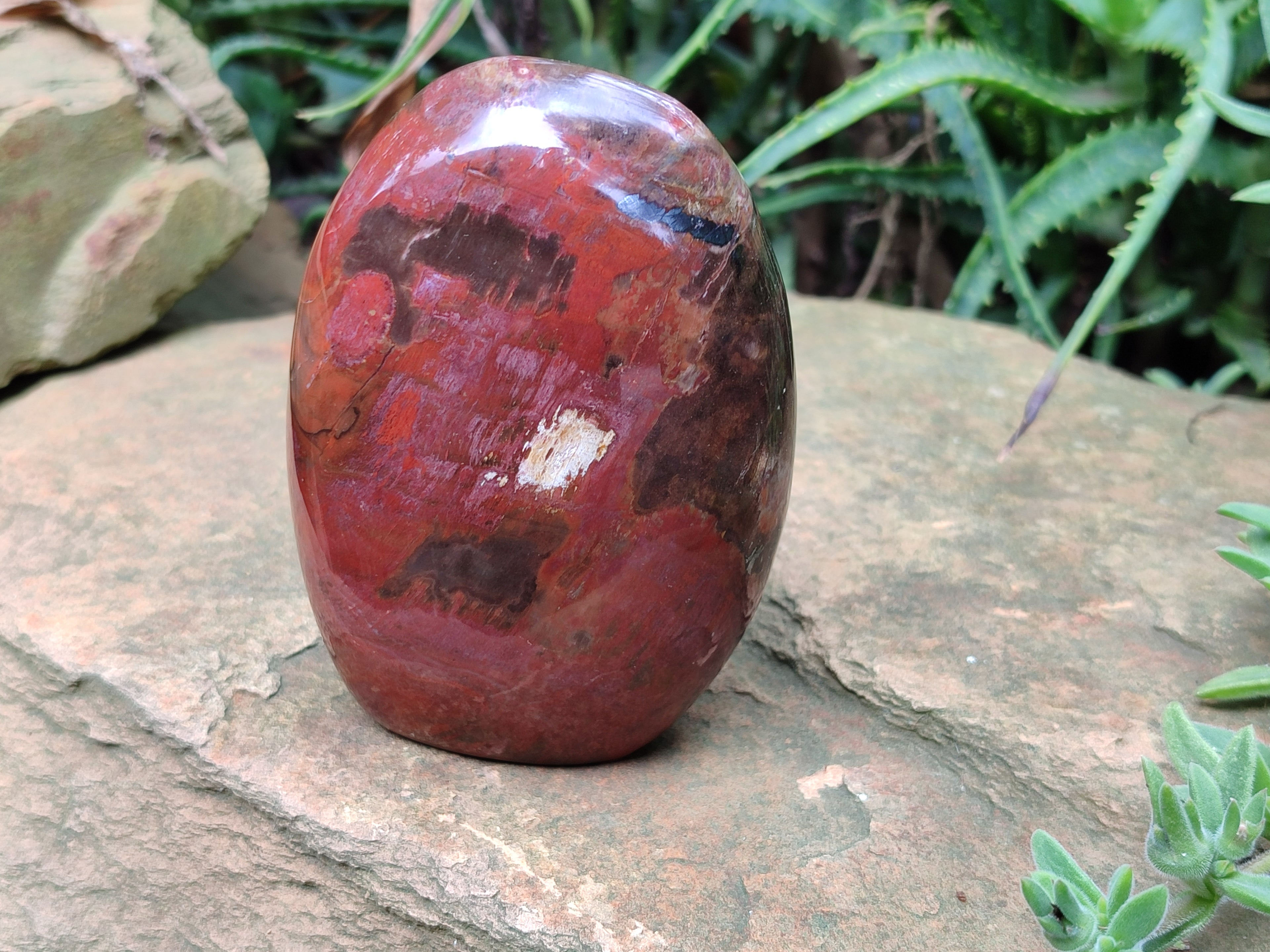 Polished Podocarpus Petrified Wood Standing Free Forms x 3 From Madagascar - Toprock Gemstones and Minerals 