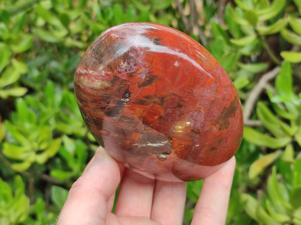 Polished Podocarpus Petrified Wood Standing Free Forms x 3 From Madagascar - Toprock Gemstones and Minerals 