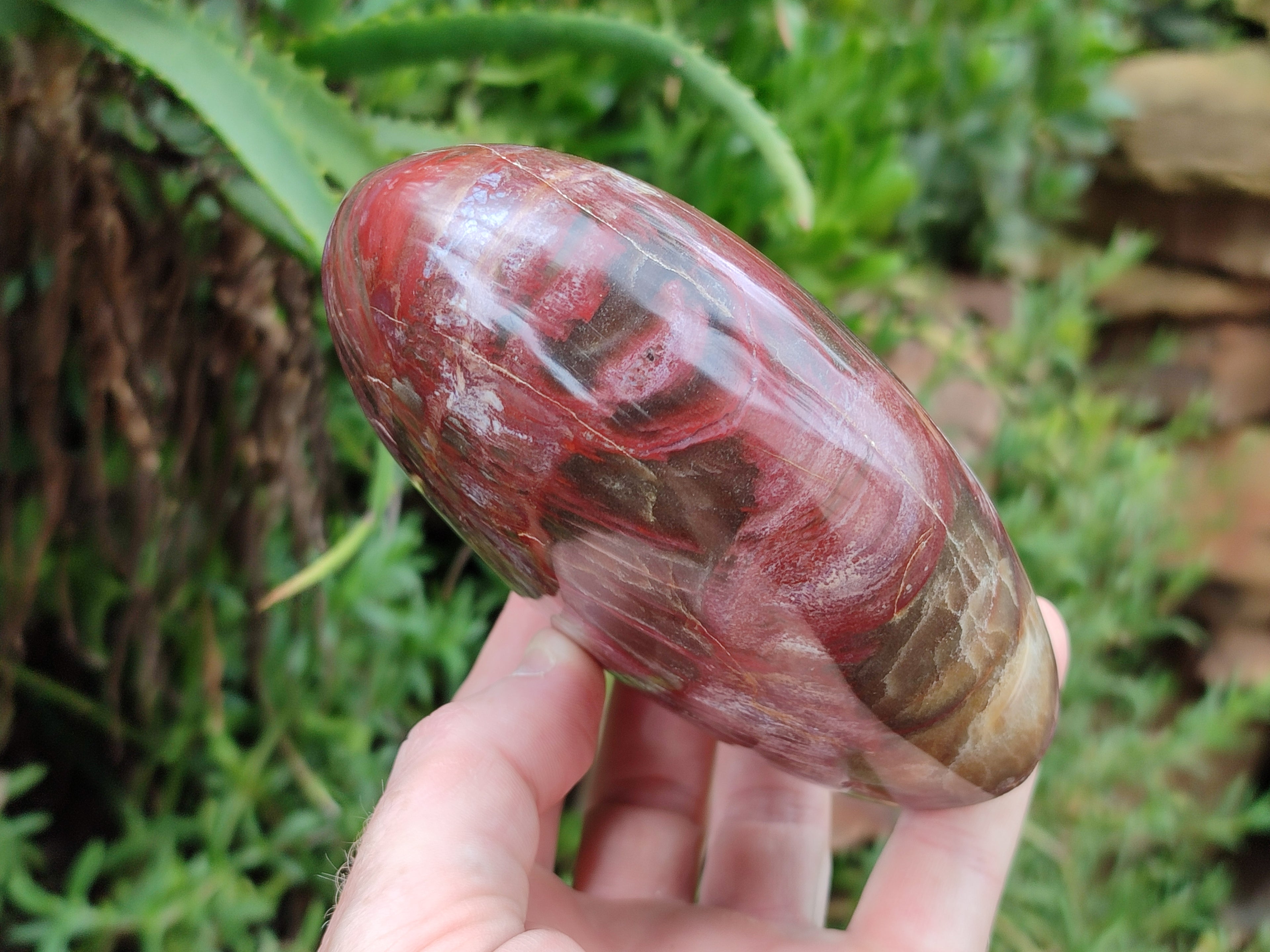Polished Podocarpus Petrified Wood Standing Free Forms x 3 From Madagascar - Toprock Gemstones and Minerals 