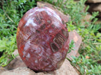 Polished Podocarpus Petrified Wood Standing Free Forms x 3 From Madagascar - Toprock Gemstones and Minerals 