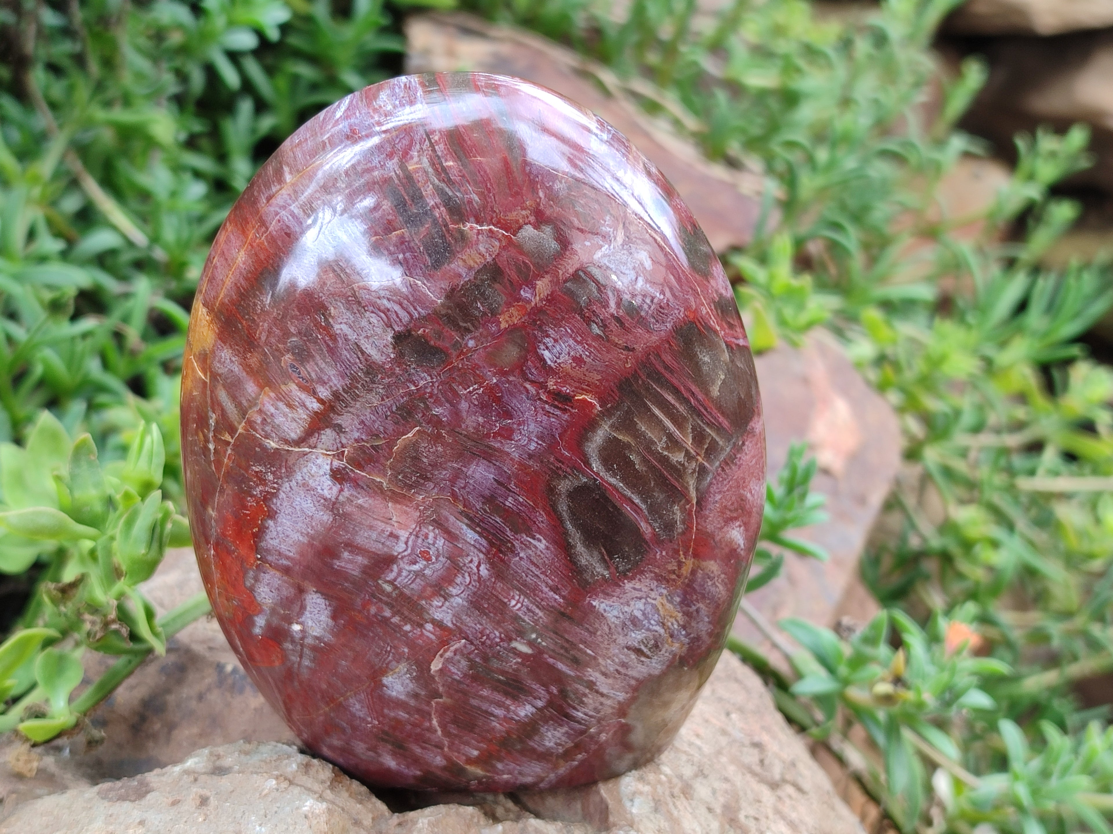 Polished Podocarpus Petrified Wood Standing Free Forms x 3 From Madagascar - Toprock Gemstones and Minerals 