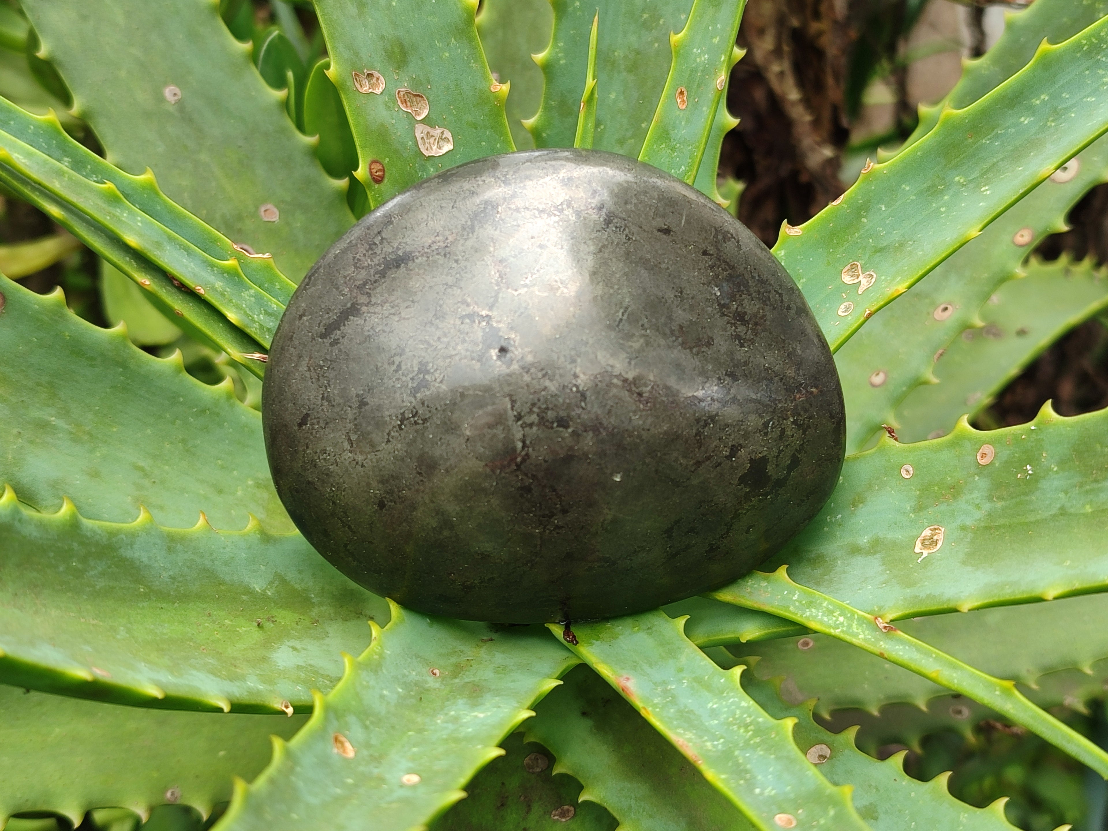 Polished Pharaoh Stone Free Forms x 4 From Zimbabwe - Toprock Gemstones and Minerals 