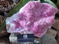 Natural Rare Rhodocalcite Specimen x 1 From Mashamba West, Congo - Toprock Gemstones and Minerals 