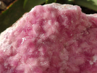 Natural Rare Rhodocalcite Specimen x 1 From Mashamba West, Congo - Toprock Gemstones and Minerals 