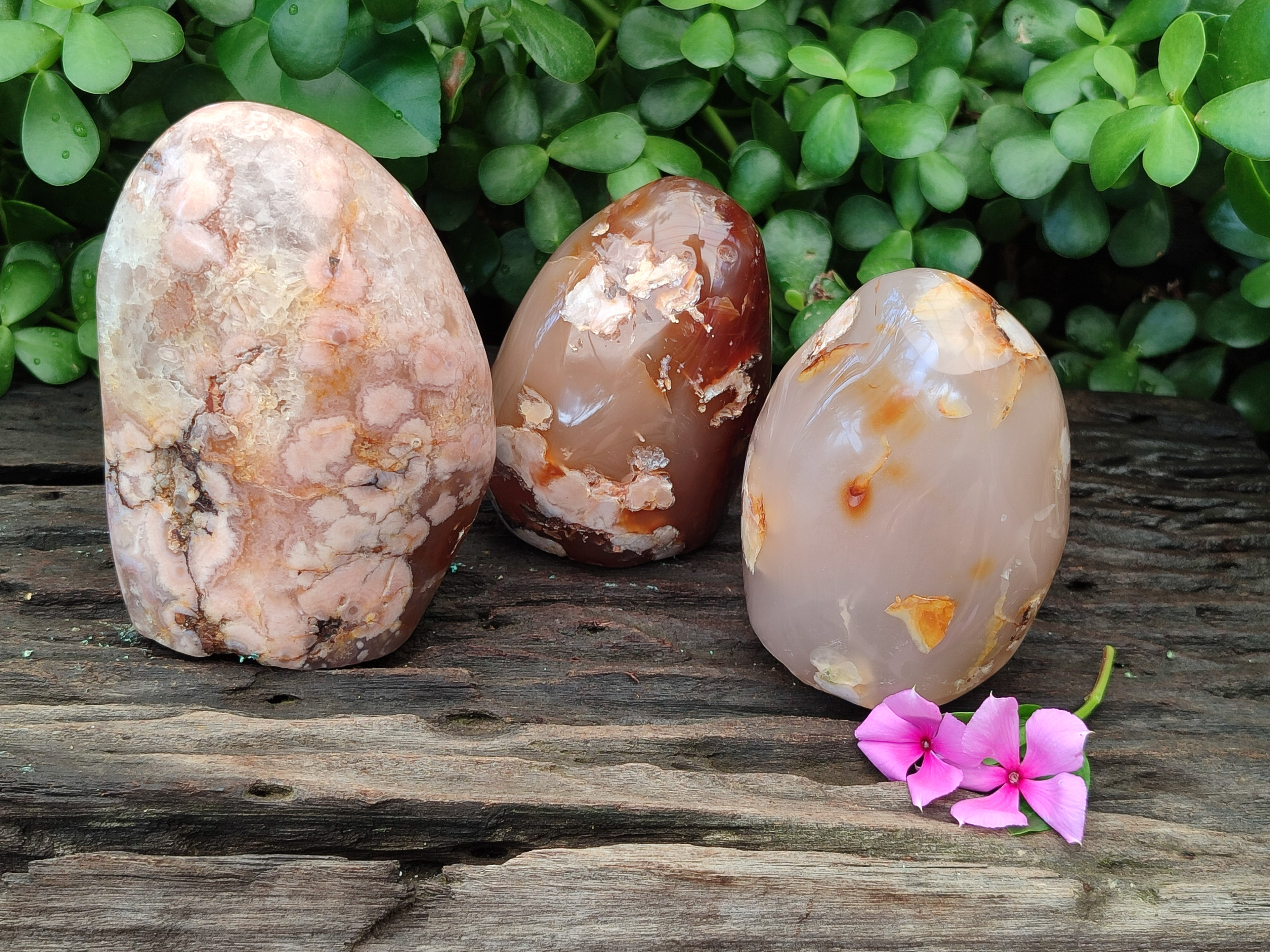 Polished Flower Agate Standing Free Forms x 3 From Antsahalova, Madagascar - Toprock Gemstones and Minerals 