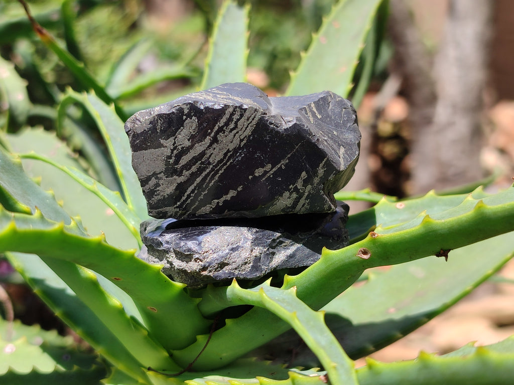Polished On One Side Pharaoh Stone x 24 From Zimbabwe - Toprock Gemstones and Minerals 