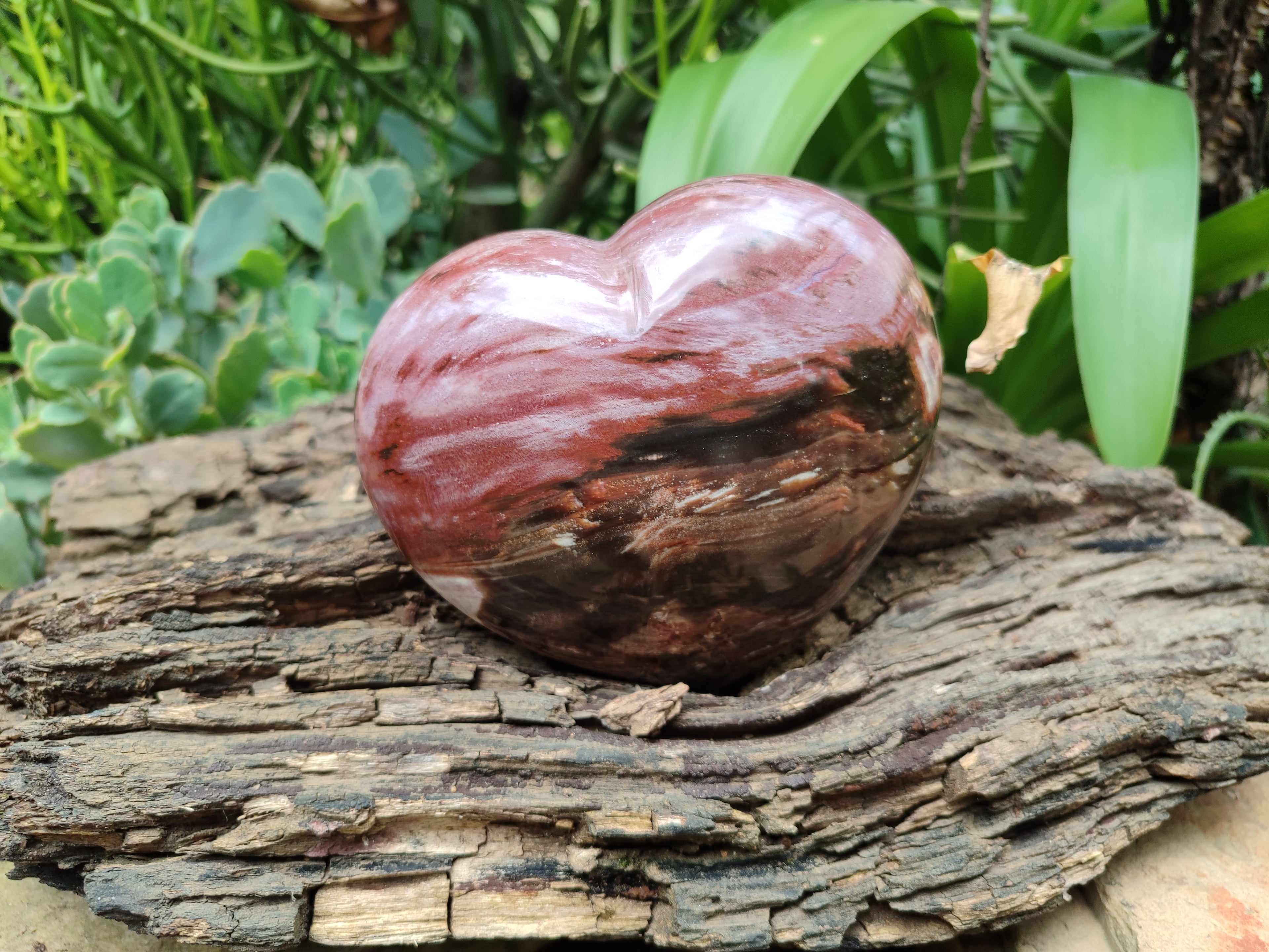 Polished Podocarpus Petrified Wood Hearts x 2 From Mahajanga, Madagascar - Toprock Gemstones and Minerals 