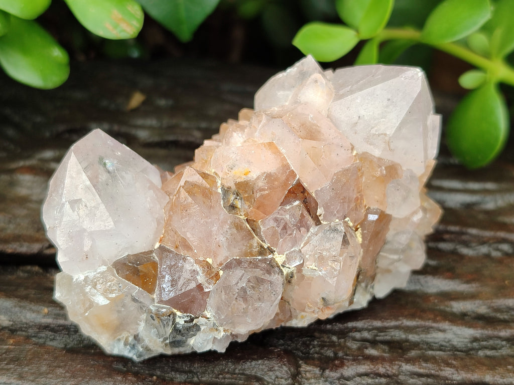 Natural Spirit Quartz Clusters x 6 From Boekenhouthoek, South Africa - Toprock Gemstones and Minerals 