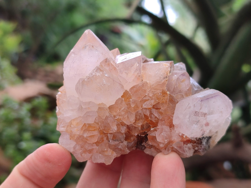 Natural Spirit Quartz Clusters x 6 From Boekenhouthoek, South Africa - Toprock Gemstones and Minerals 