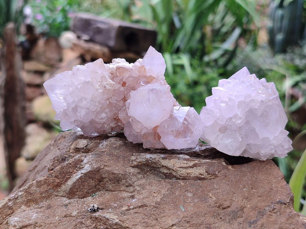 Natural Amethyst Spirit Quartz Clusters x 6 From Boekenhouthoek, South Africa - Toprock Gemstones and Minerals 