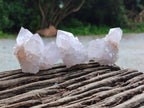 Natural Amethyst Cactus Spirit Quartz Clusters x 12 From Boekenhouthoek, South Africa - Toprock Gemstones and Minerals 