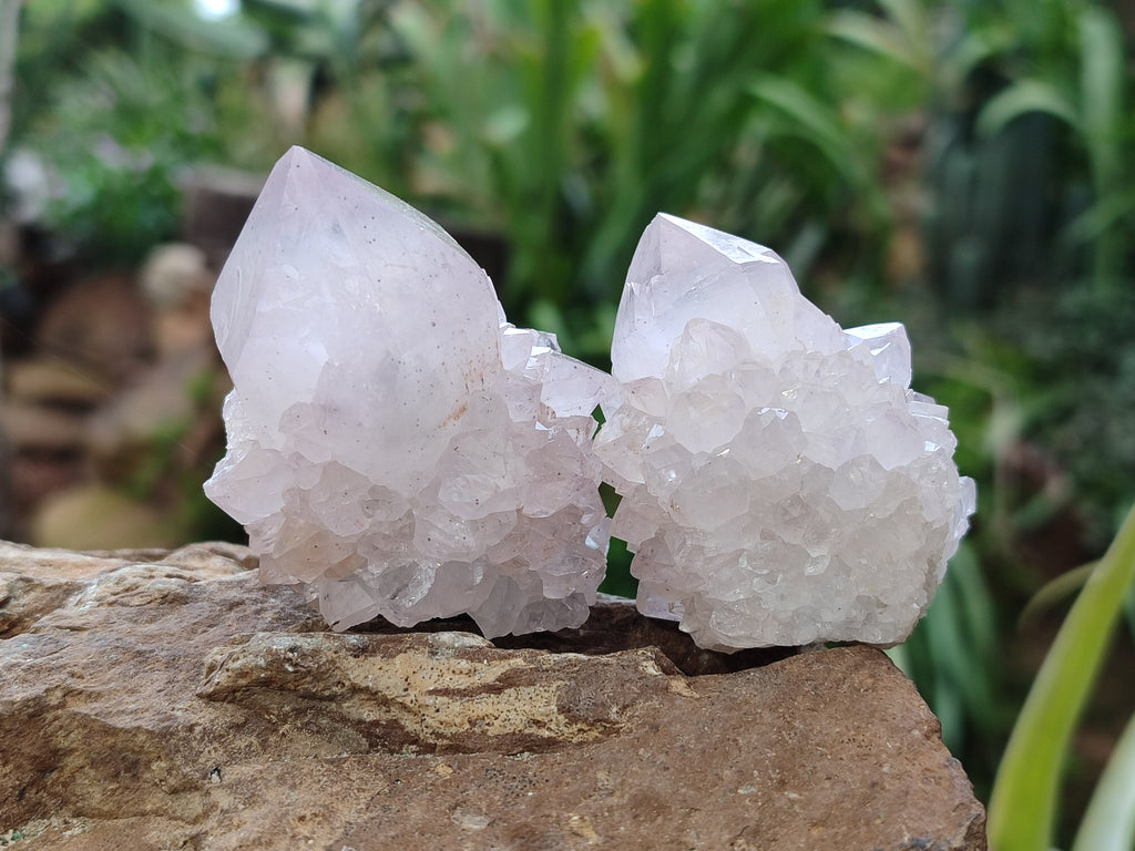 Natural Amethyst Cactus Spirit Quartz Clusters x 12 From Boekenhouthoek, South Africa - Toprock Gemstones and Minerals 