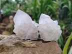 Natural Amethyst Cactus Spirit Quartz Clusters x 12 From Boekenhouthoek, South Africa - Toprock Gemstones and Minerals 