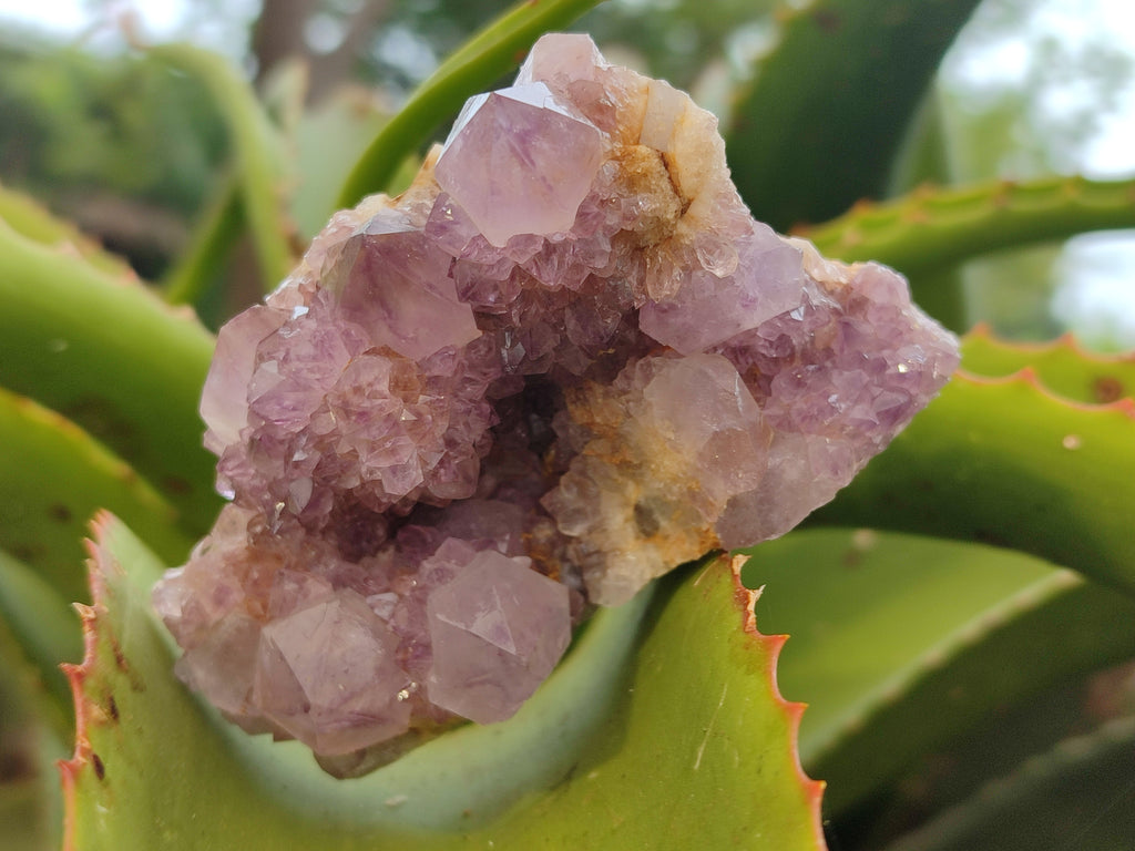 Natural Amethyst Spirit Quartz Clusters x 6 From Boekenhouthoek, South Africa - Toprock Gemstones and Minerals 