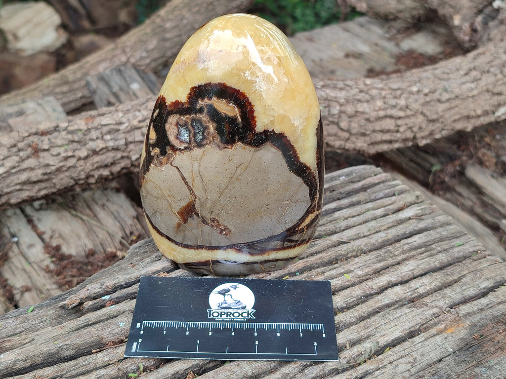 Polished Septerye Standing Free Forms x 2 From Mahajanga, Madagascar - Toprock Gemstones and Minerals 