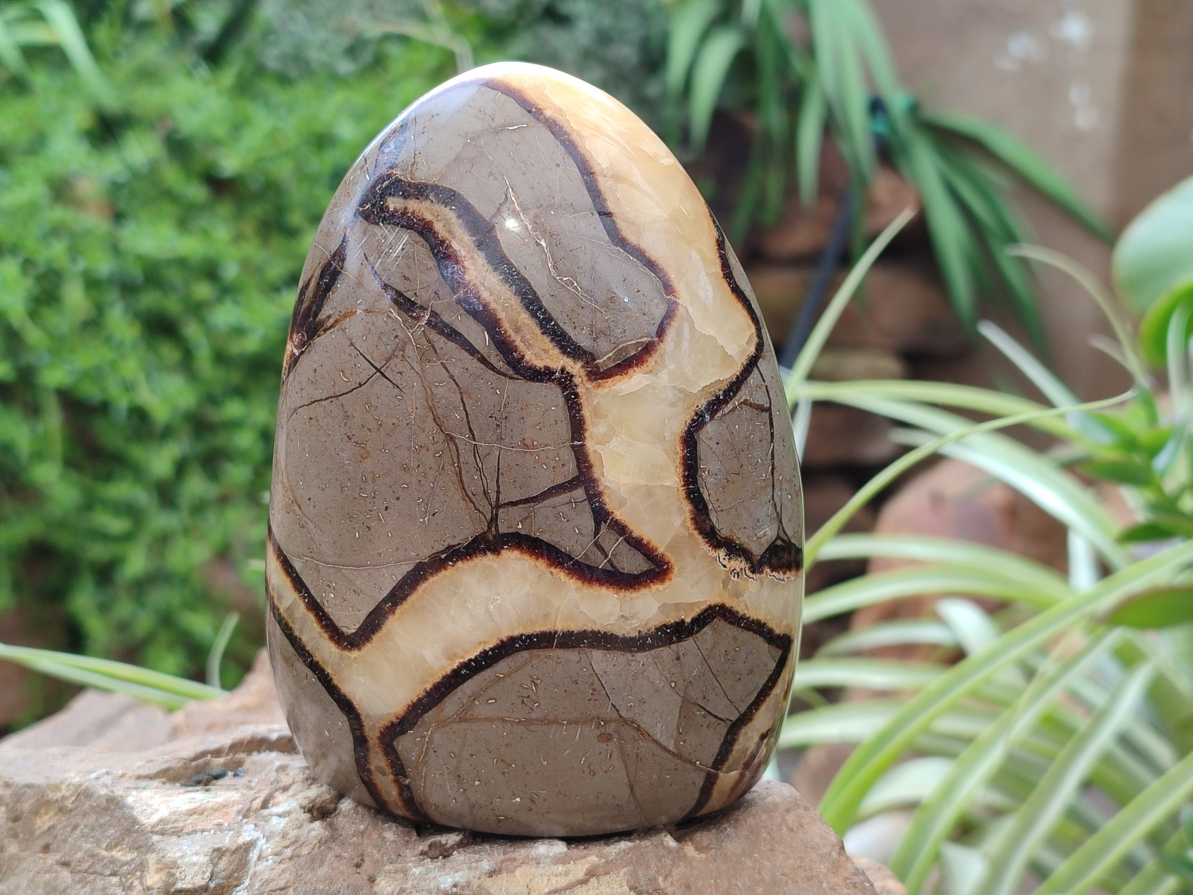 Polished Septerye Standing Free Forms x 2 From Mahajanga, Madagascar - Toprock Gemstones and Minerals 